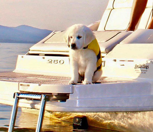 Pet Star 142.jpg